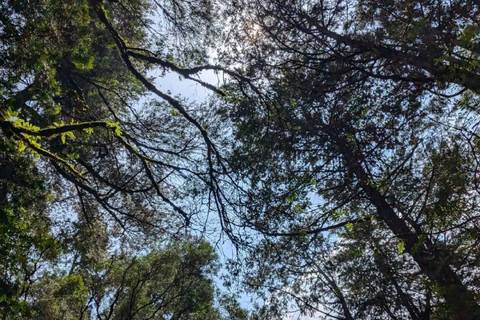 Addis Ababa: Menagesha Suba Forest Park Day Trip