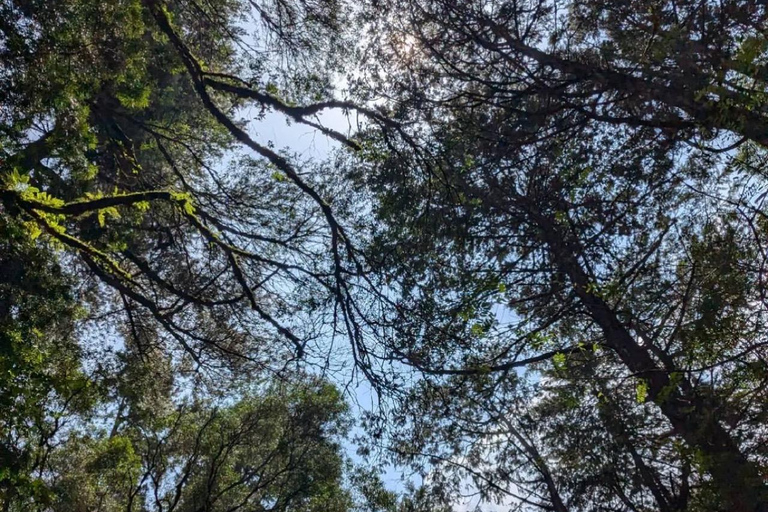 Addis Ababa: Menagesha Suba Forest Park Day Trip