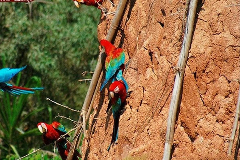 TAMBOPATA SAFARI ANIMALS (3 DAYS – 2 NIGHTS)