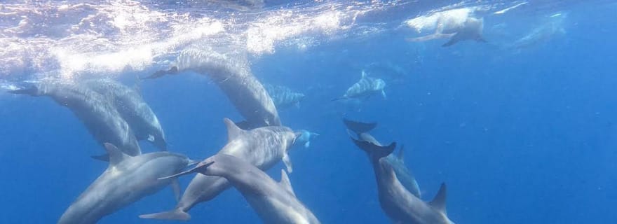 Bali/Lovina : snorkeling avec dauphins, cascade et plongeon