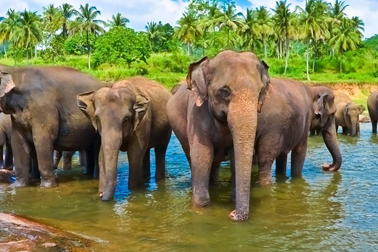 Sri Lanka 4 Days Economy Tour