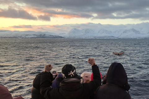 From Tromsø: Whale watching safari to Skjervøy