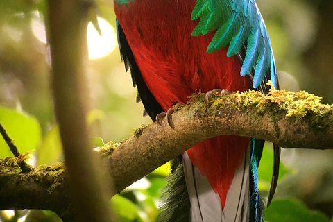 Monteverde: Tour de medio día de observación de avesVisita en grupo compartido