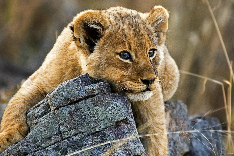 From Nairobi: Meru, Bisanadi, and Rhino Sanctuary Safari