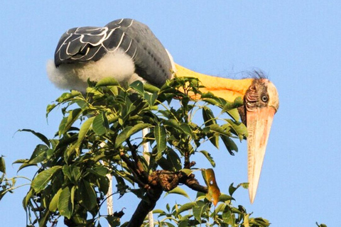 Von Negombo aus: Wilpattu-Nationalpark-Safari mit TransfersVon Negombo aus: Safari im Wilpattu-Nationalpark mit Transfers