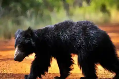 Ella: Udawalawe, Yala National Parks 2-Day Tour & Transfers