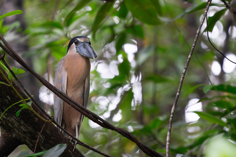 Uvita: Private Day tour Corcovado Park: Sirena Station