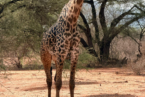 Tsavo East: Private Safari with Lunch and Transfers