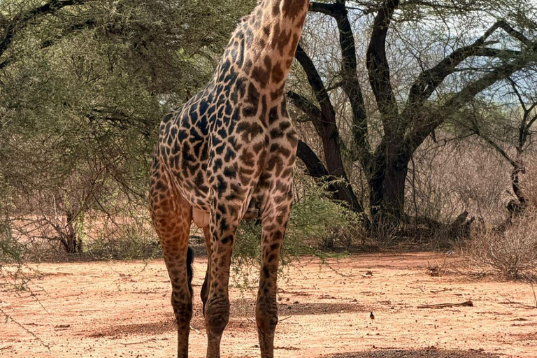 Tsavo East: Private Safari with Lunch and Transfers