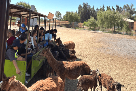 Santiago: Safari Rancagua Tour