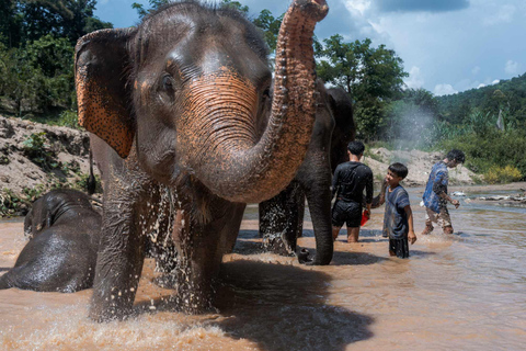 Chiang Mai : Elefantenpflege Elefanten Eco Park