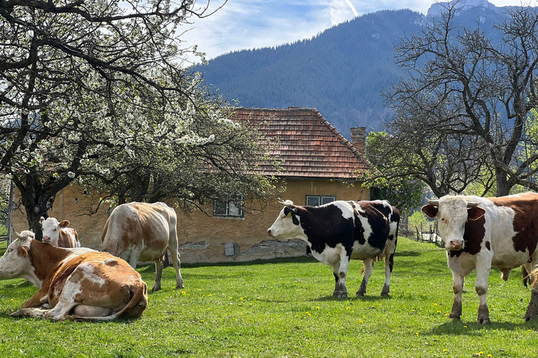 Bucareste: Santuário dos Ursos Pardos e Passeio de Quadriciclo