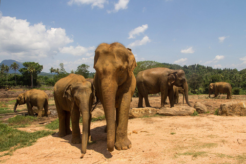 Circuit économique de 6 jours au Sri Lanka avec transferts aéroport