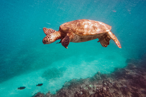 Honolulu: Catamaran Swim, Snorkel, and Sail with Drinks 2 Hour Snorkel, Swim & Sail