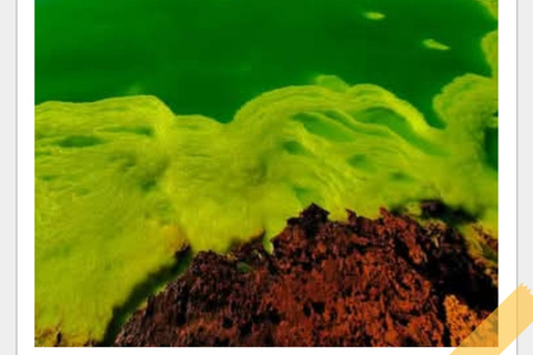 Semera: Nomadenstamm der Afar und Danakil-Wüste mit ortskundigem Guide