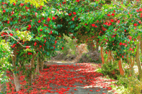 Jour de la fleur de cerisier de Jeju, route sud - Housity