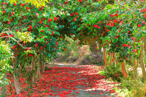 Jeju&#039;s Cherry Blossom South&amp;West jednodniowa wycieczka z odbiorem z hotelu