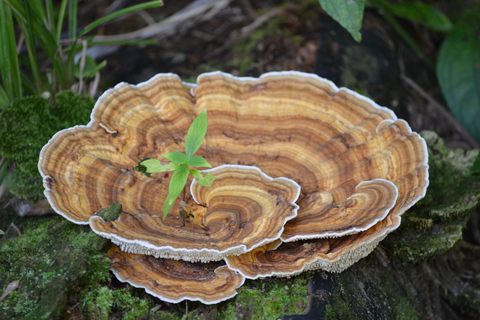 Pantano de Nariva: Experiencia de observación de monos