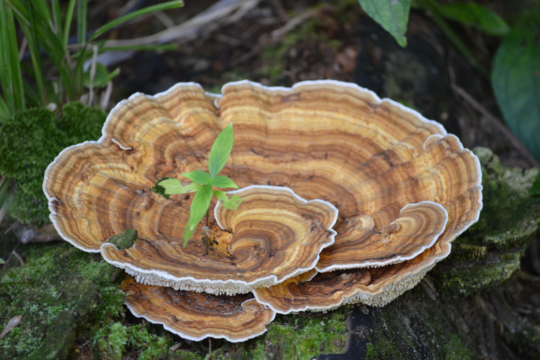 Pantano de Nariva: Experiencia de observación de monos