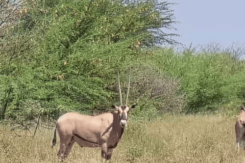 Addis Ababa: 3 Days Awash National park Safari Tour