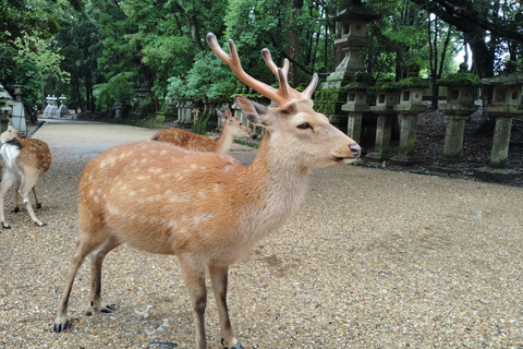 奈良：雾霭中与鹿共行的神圣晨间漫步奈良：雾中与鹿共行的神圣晨间漫步