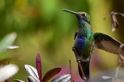 波哥大：坎德拉里亚区、黄金博物馆与铁镖球私人导览波哥大：坎德拉里亚区、黄金博物馆与台球私人导览