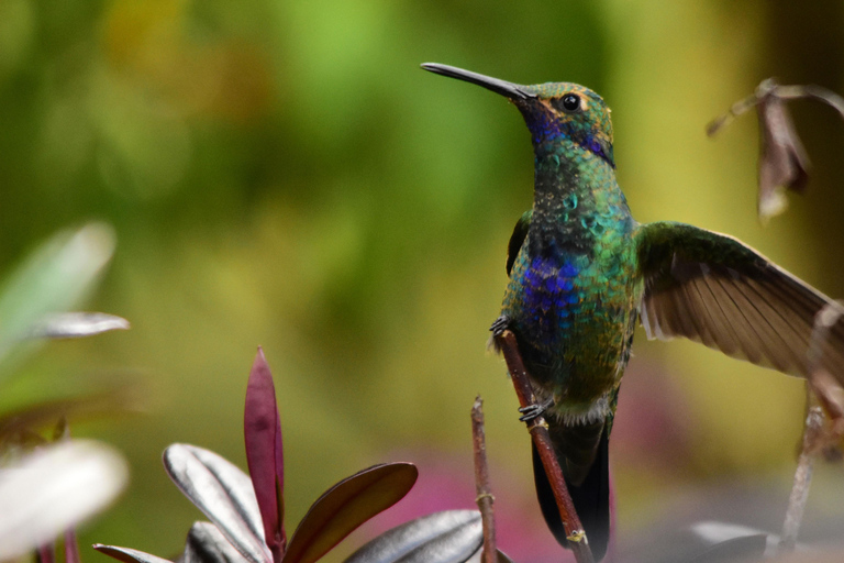 波哥大：坎德拉里亚区、黄金博物馆与铁镖球私人导览波哥大：坎德拉里亚区、黄金博物馆与台球私人导览