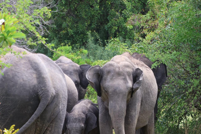 Sigiriya: Minneriya National Park Elephant Eco Jeep Safari From Sigiriya: Kaudulla National Park Jeep Safari