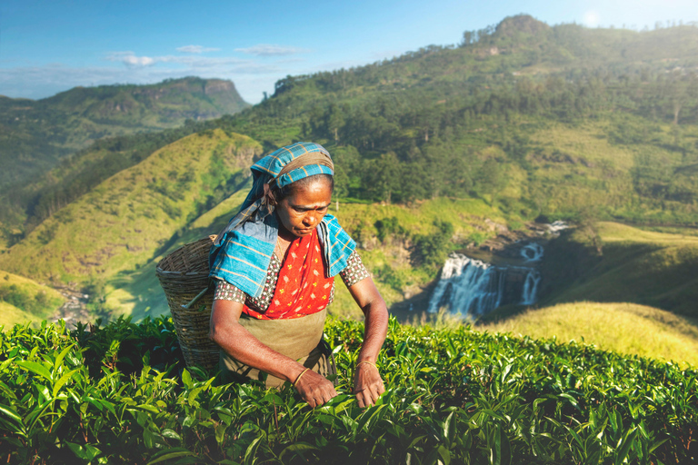 Ella: 3-Day Private Tour with Hotel and Breakfast