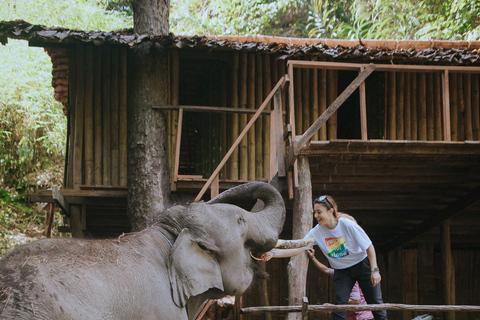 4 in 1 :Tour 2 days in Chiang Mai,Bamboo Rafting,Sleep,Elephants,Waterfalls