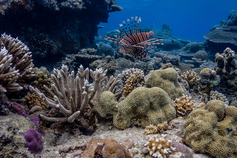 Coron: Apo Reef and Busuanga Freediving Expedition Tour