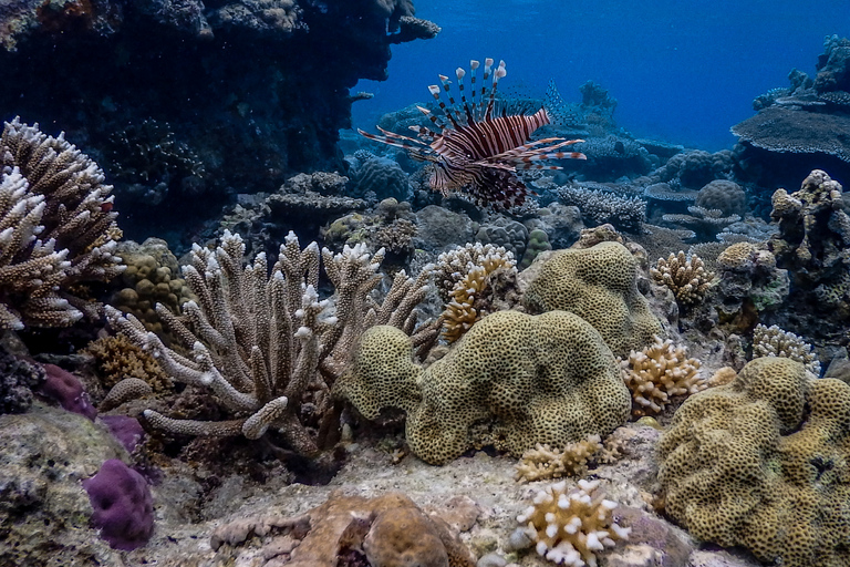 Coron: Apo Reef and Busuanga Freediving Expedition Tour