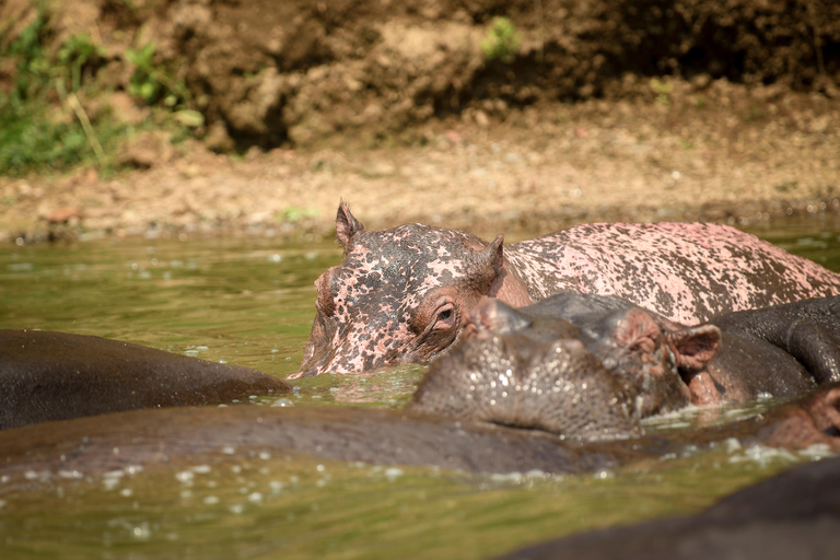 Safari de 2 días al Parque Nacional del Lago Mburo desde Entebbe/Kampala.