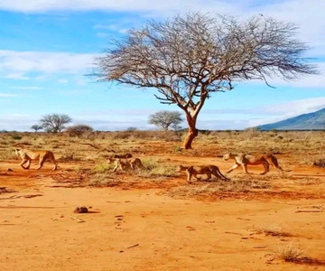 From Mombasa/Diani: 3-Day Tsavo East and Amboseli Safari