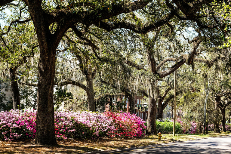 Savannah Historic Downtown Donuts and Sweet Treats Tour (visite guidée des beignets et des friandises du centre-ville historique de Savannah)