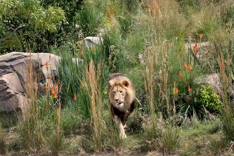 Amsterdam: ARTIS Summer Nights at the ARTIS Zoo