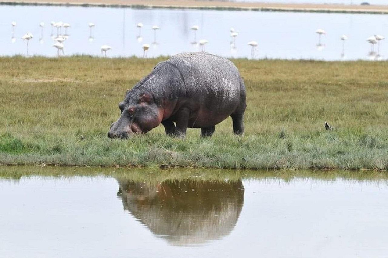 Da Nairobi: escursione al Parco Nazionale del Lago NakuruEscursione al Parco Nazionale del Lago Nakuru senza biglietto d&#039;ingresso