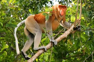 Kuching: Bako-Wildtier-Tagestour