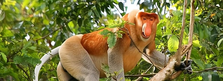 Kuching : excursion guidée d'une journée à Bako