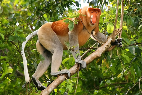 Kuching: Bako Wildlife Day Tour