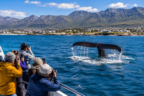 Cape Town: Whale Watching & Penguin Coastal Tour
