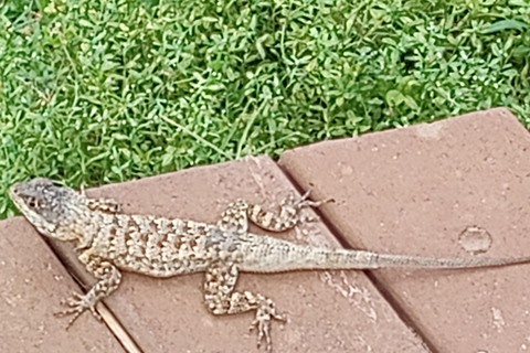 Zrozumienie Bahia Brazil jako osoby mówiącej po angielsku