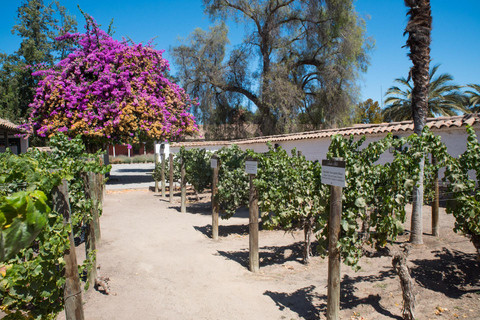 Santa Rita: Tour + degustação de vinhos premium + transporte particular