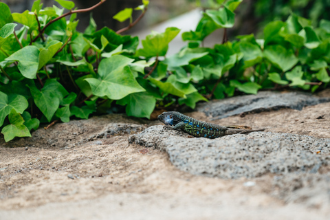 Icod de los Vinos : billet pour le dragonnier et le jardin botanique