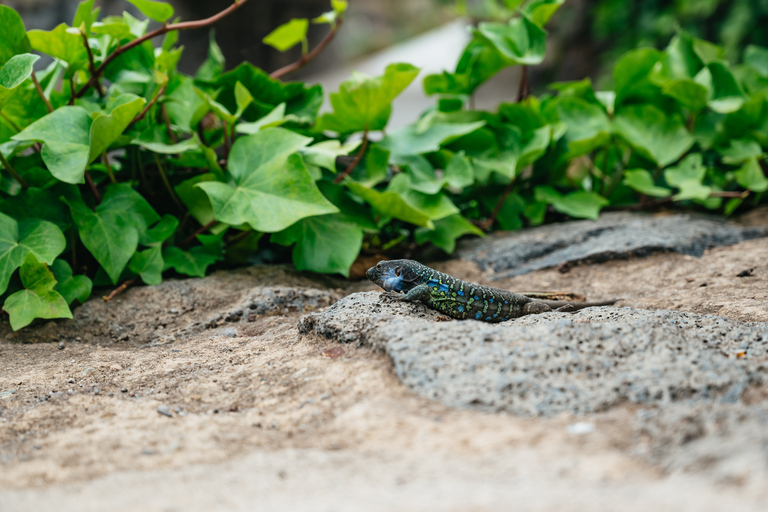 Icod de los Vinos : billet pour le dragonnier et le jardin botanique