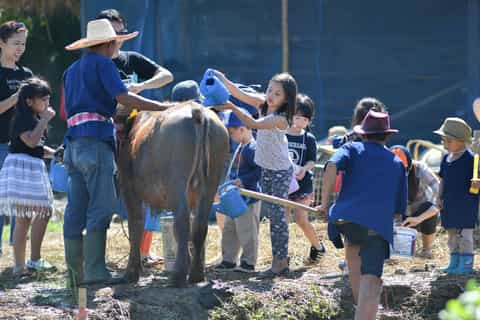 Chiang Mai: Rice Planting, Buffalo, and Muddy Slider Tour - Image 3