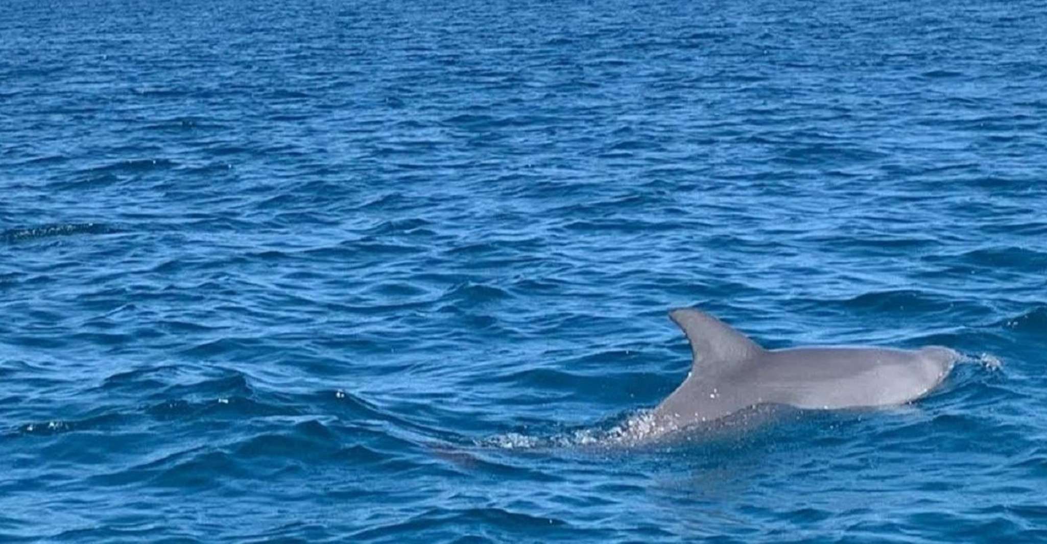 Île aux Bénitiers, Catamaran Tour with Dolphin Watch & Lunch - Housity