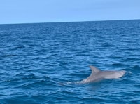Ile Aux Bétitiers, Tour catamarano con Dolphin Watch & Lunch - Housity