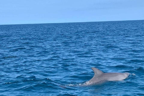 Île aux Bénitiers : Excursion en catamaran avec observation des dauphins et déjeuner