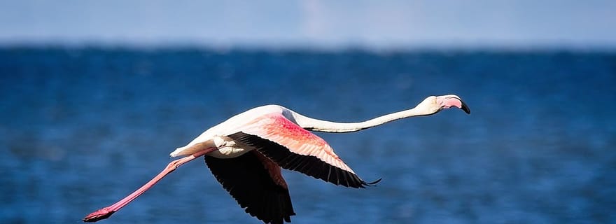 Delta de l'Èbre : observation et photographie d'oiseaux en van